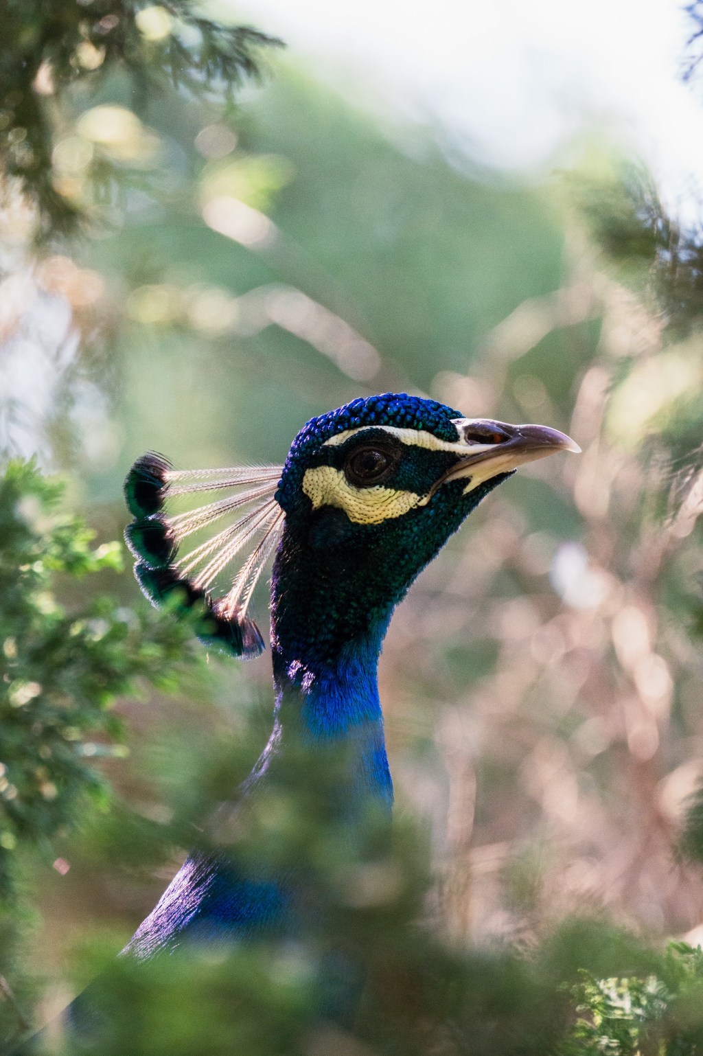LA Botanic Garden: Faunal&nbsp;Edition